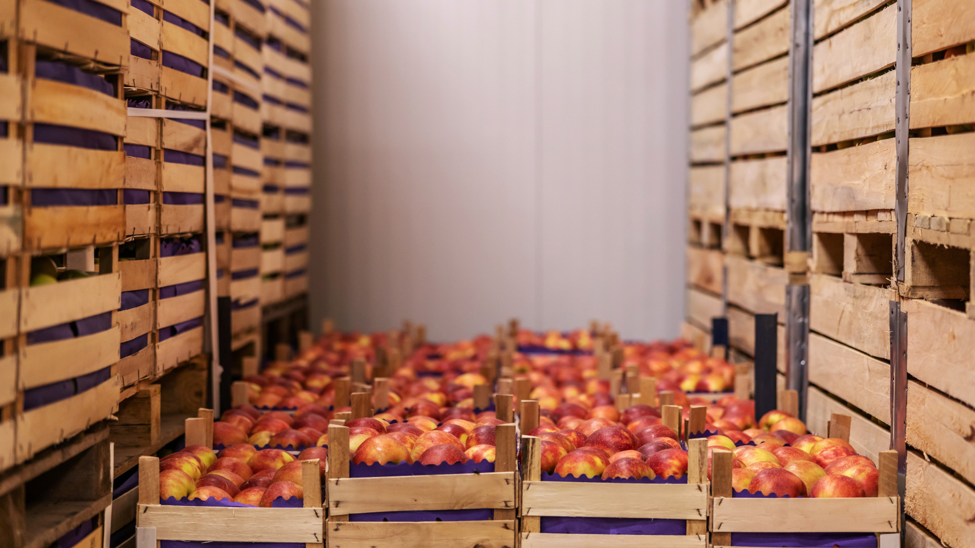 Crates of apples in a cold storage warehouse, the kind of perishable inventory recall readiness protects.